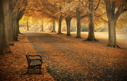 golden_thoughts_by_northernmonkeyz-d2jiie6